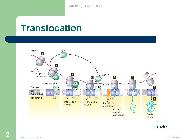 University of Queensland Translocation Haucke 2 Stefan Maetschke 01/02/2022 