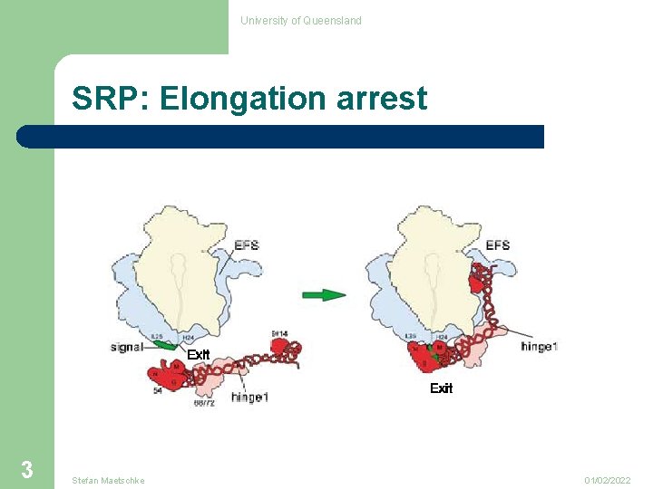 University of Queensland SRP: Elongation arrest 3 Stefan Maetschke 01/02/2022 