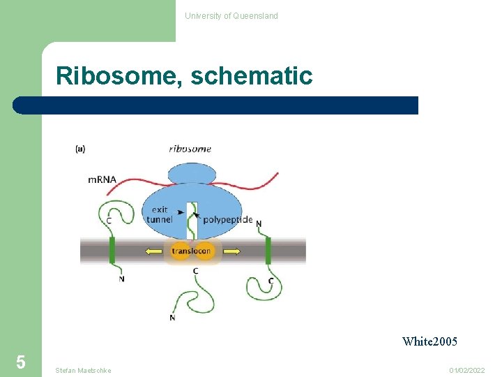 University of Queensland Ribosome, schematic White 2005 5 Stefan Maetschke 01/02/2022 