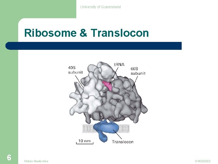 University of Queensland Ribosome & Translocon 6 Stefan Maetschke 01/02/2022 