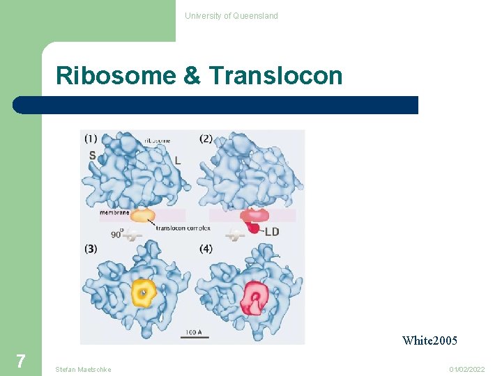 University of Queensland Ribosome & Translocon White 2005 7 Stefan Maetschke 01/02/2022 