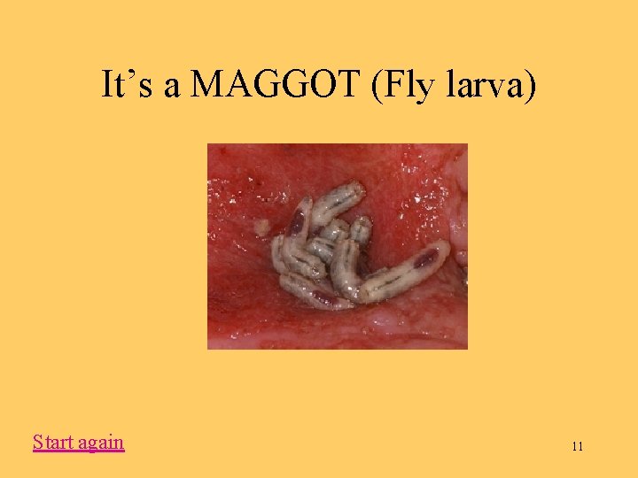 It’s a MAGGOT (Fly larva) Start again 11 