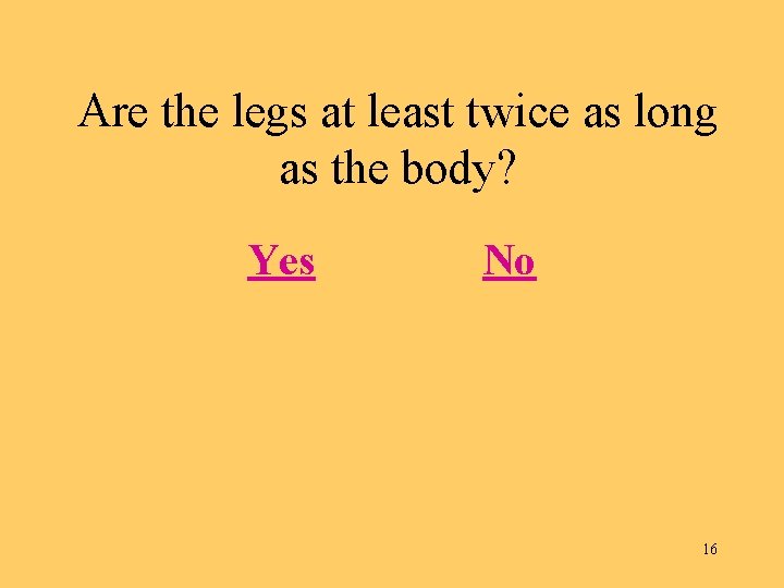 Are the legs at least twice as long as the body? Yes No 16