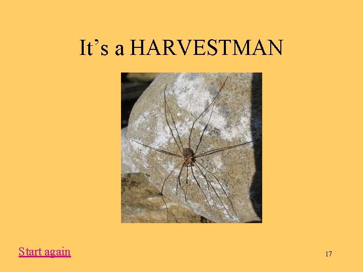 It’s a HARVESTMAN Start again 17 