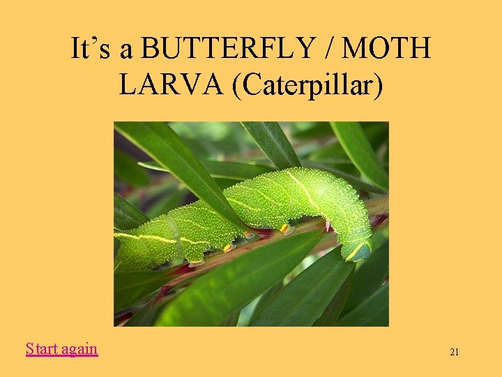 It’s a BUTTERFLY / MOTH LARVA (Caterpillar) Start again 21 