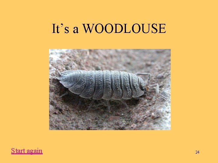 It’s a WOODLOUSE Start again 24 