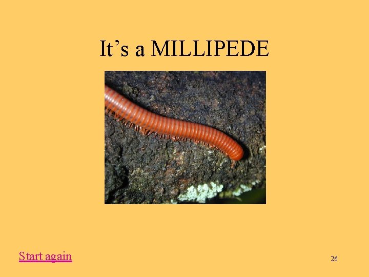 It’s a MILLIPEDE Start again 26 