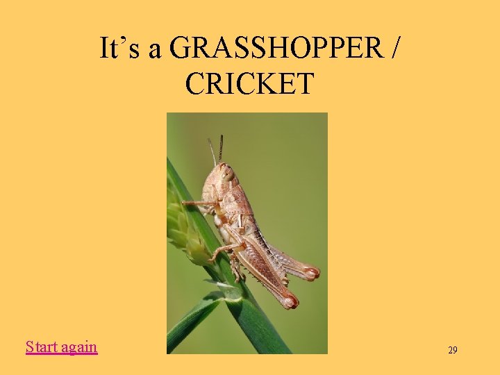It’s a GRASSHOPPER / CRICKET Start again 29 
