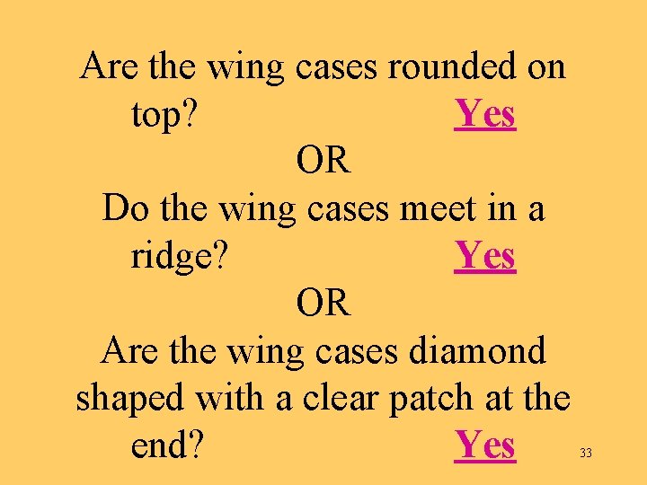 Are the wing cases rounded on top? Yes OR Do the wing cases meet