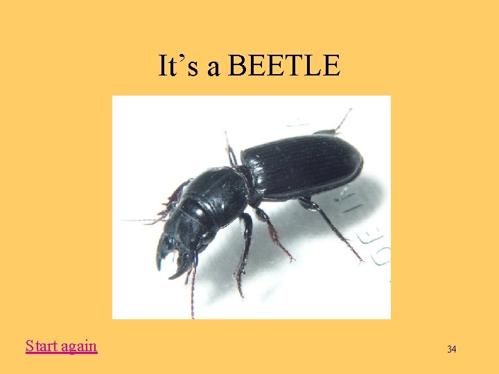 It’s a BEETLE Start again 34 