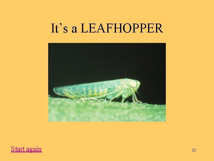 It’s a LEAFHOPPER Start again 35 