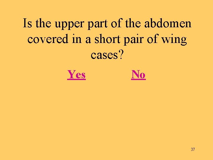 Is the upper part of the abdomen covered in a short pair of wing