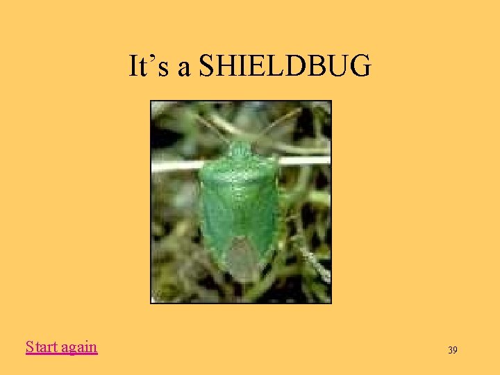 It’s a SHIELDBUG Start again 39 