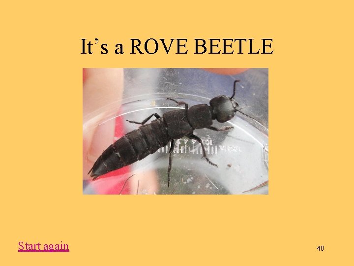 It’s a ROVE BEETLE Start again 40 