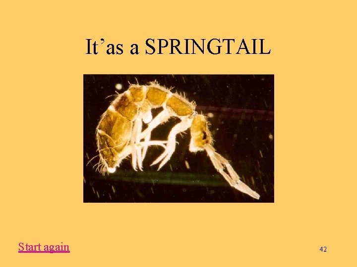 It’as a SPRINGTAIL Start again 42 
