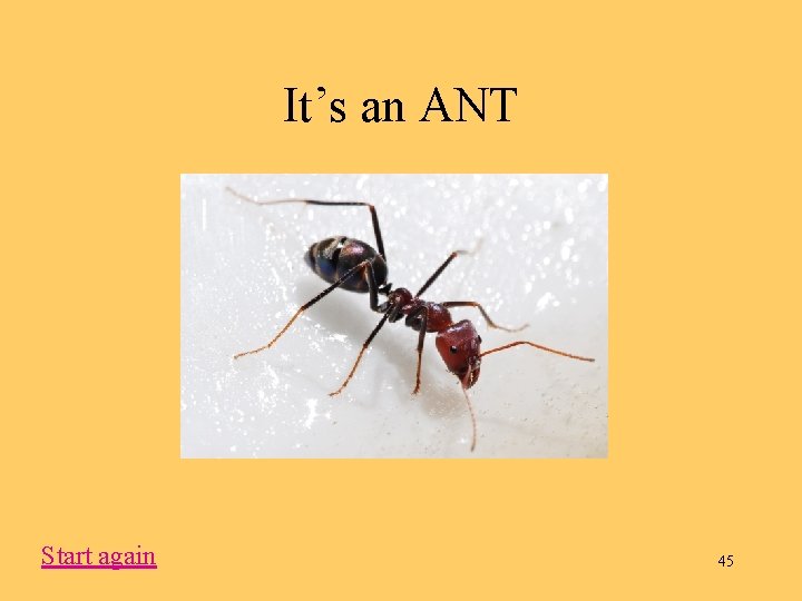 It’s an ANT Start again 45 