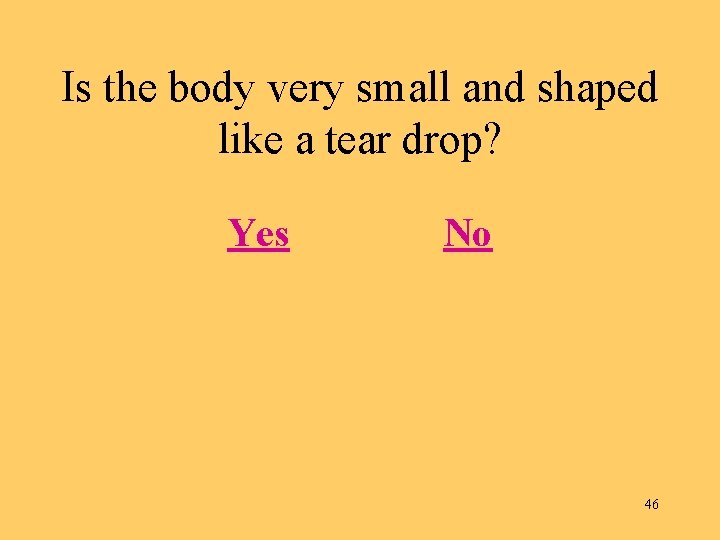 Is the body very small and shaped like a tear drop? Yes No 46