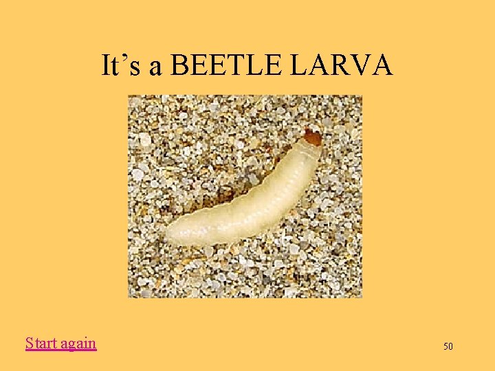 It’s a BEETLE LARVA Start again 50 