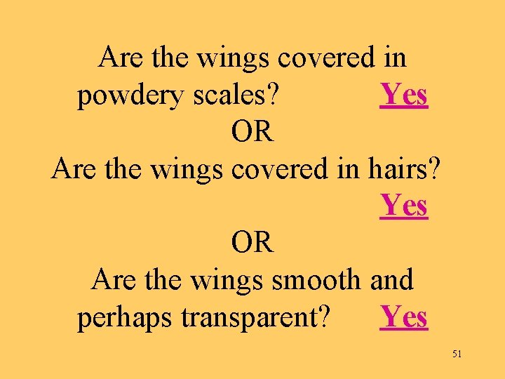 Are the wings covered in powdery scales? Yes OR Are the wings covered in