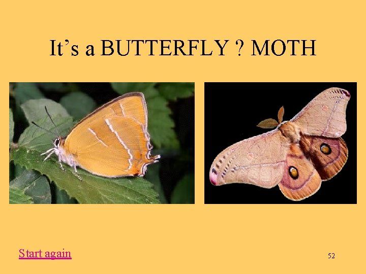 It’s a BUTTERFLY ? MOTH Start again 52 