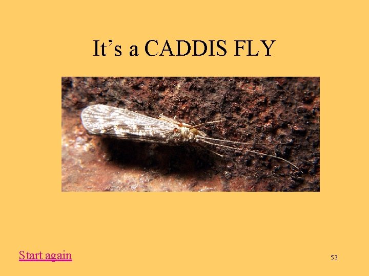 It’s a CADDIS FLY Start again 53 