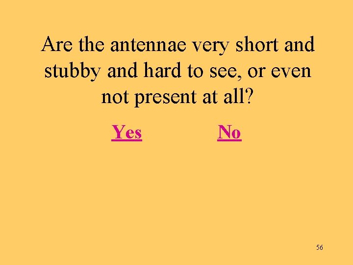 Are the antennae very short and stubby and hard to see, or even not