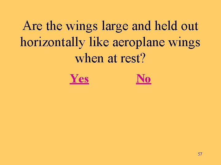 Are the wings large and held out horizontally like aeroplane wings when at rest?