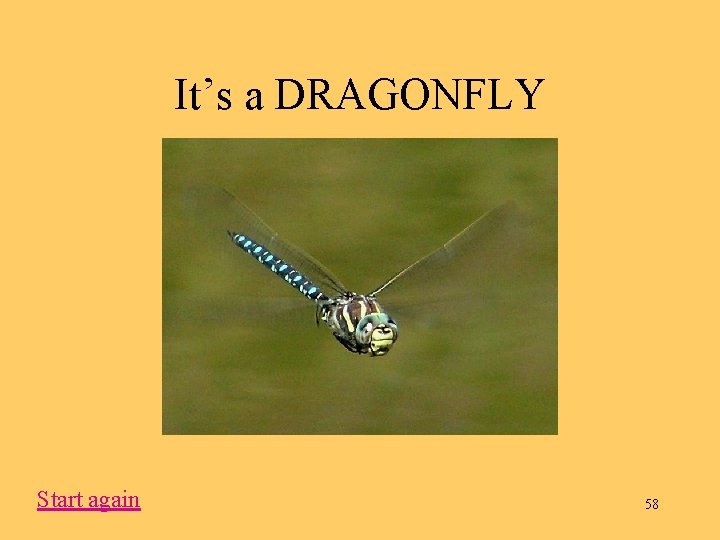 It’s a DRAGONFLY Start again 58 