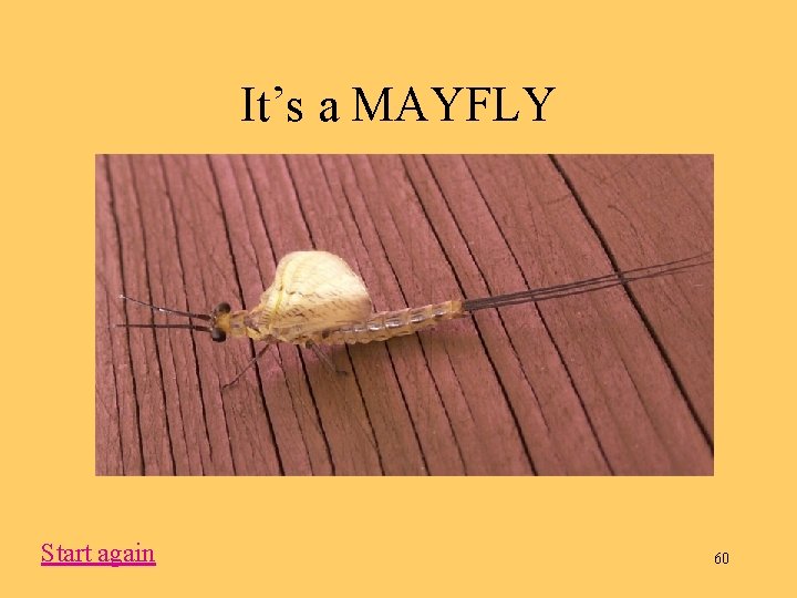 It’s a MAYFLY Start again 60 