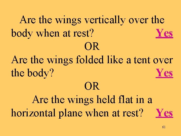 Are the wings vertically over the body when at rest? Yes OR Are the