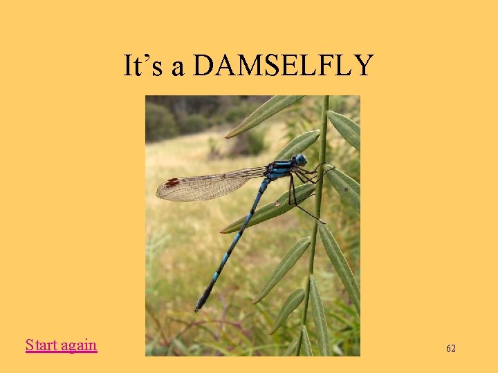It’s a DAMSELFLY Start again 62 