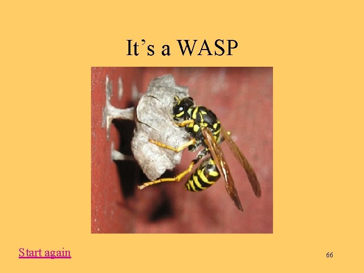 It’s a WASP Start again 66 