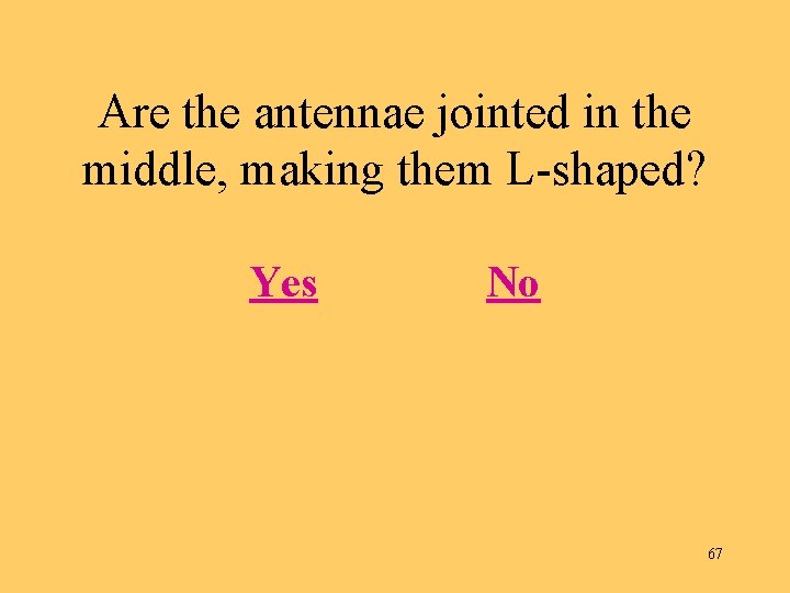 Are the antennae jointed in the middle, making them L-shaped? Yes No 67 