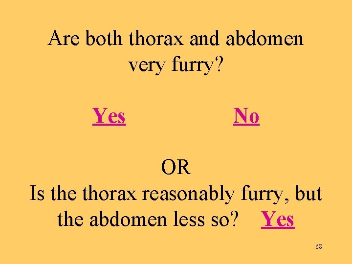 Are both thorax and abdomen very furry? Yes No OR Is the thorax reasonably