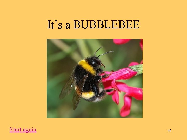 It’s a BUBBLEBEE Start again 69 