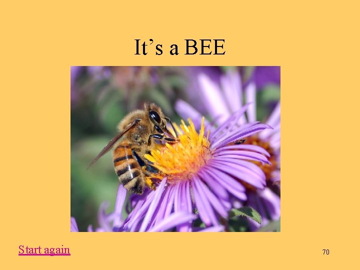 It’s a BEE Start again 70 