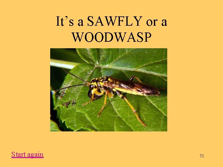 It’s a SAWFLY or a WOODWASP Start again 71 