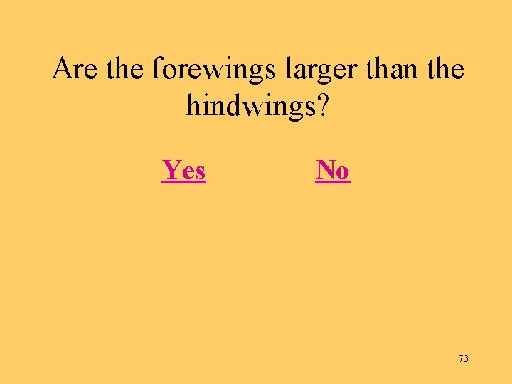 Are the forewings larger than the hindwings? Yes No 73 