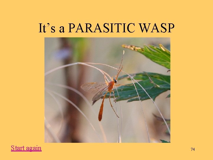 It’s a PARASITIC WASP Start again 74 