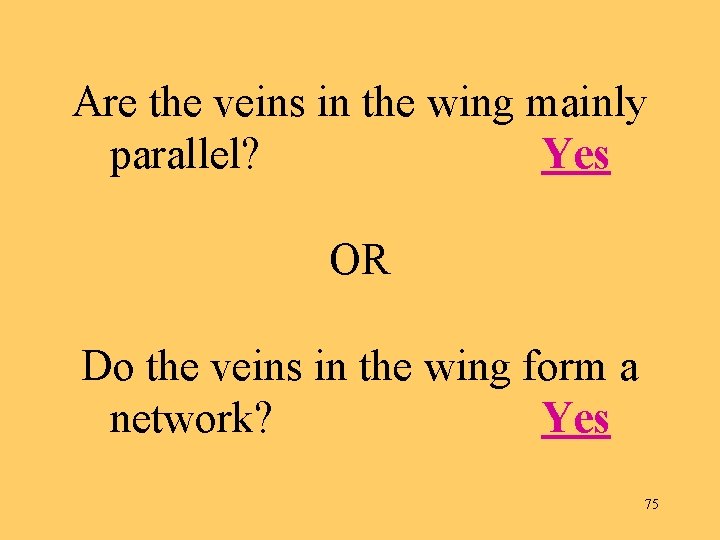 Are the veins in the wing mainly parallel? Yes OR Do the veins in