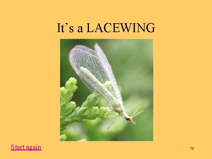 It’s a LACEWING Start again 76 