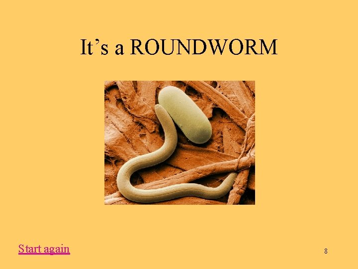 It’s a ROUNDWORM Start again 8 