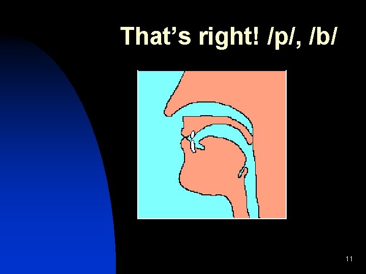 That’s right! /p/, /b/ 11 