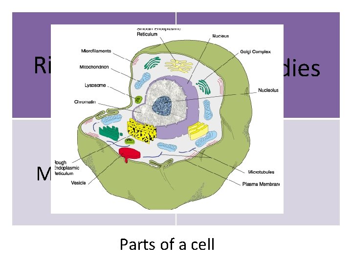 Ribosomes Mitochondria Golgi Bodies Nucleus Parts of a cell 
