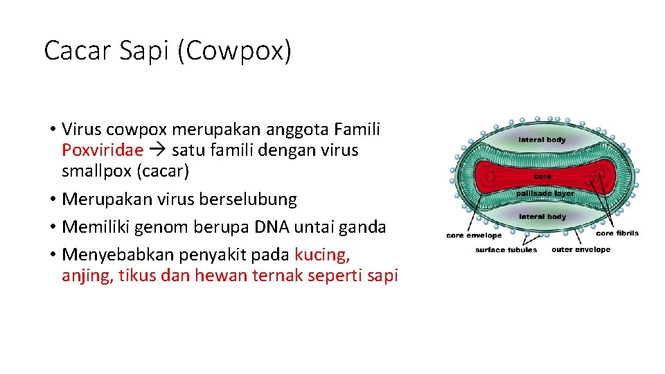 Cacar Sapi (Cowpox) • Virus cowpox merupakan anggota Famili Poxviridae satu famili dengan virus