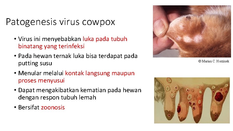 Patogenesis virus cowpox • Virus ini menyebabkan luka pada tubuh binatang yang terinfeksi •