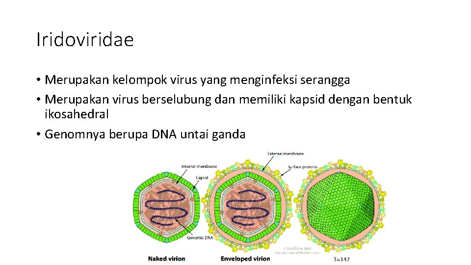 Iridoviridae • Merupakan kelompok virus yang menginfeksi serangga • Merupakan virus berselubung dan memiliki