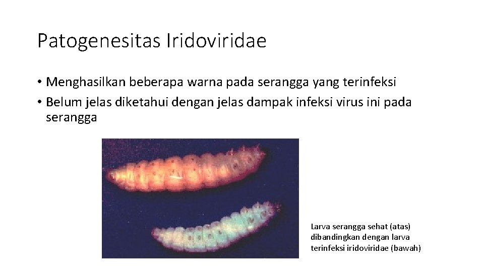 Patogenesitas Iridoviridae • Menghasilkan beberapa warna pada serangga yang terinfeksi • Belum jelas diketahui