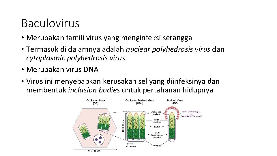 Baculovirus • Merupakan famili virus yang menginfeksi serangga • Termasuk di dalamnya adalah nuclear