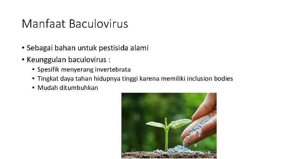 Manfaat Baculovirus • Sebagai bahan untuk pestisida alami • Keunggulan baculovirus : • Spesifik